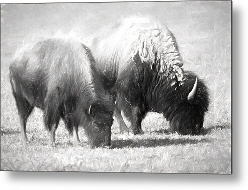 Art. Artistic Metal Print featuring the photograph American Bison in Charcoal by Linda Phelps