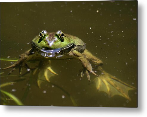 Frog Metal Print featuring the photograph American Bullfrog by Christina Rollo