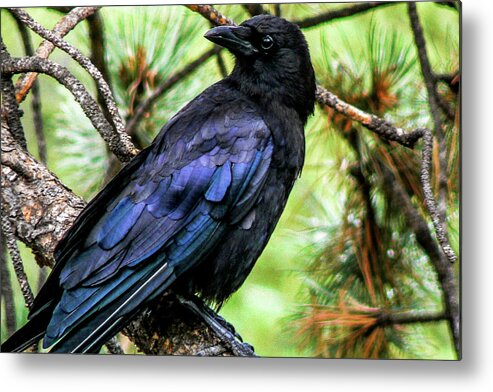 Colorado Metal Print featuring the photograph American Crow by Marilyn Burton