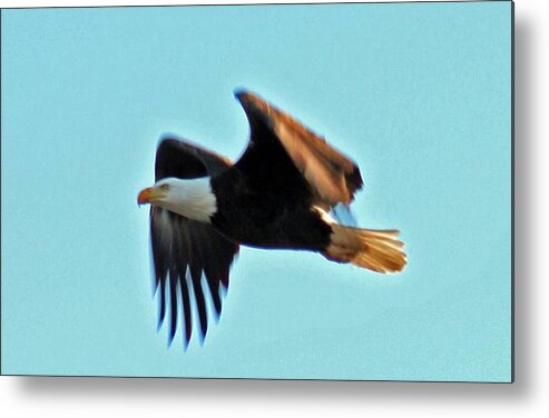Eagle Metal Print featuring the photograph American Eagle by Dr Janine Williams