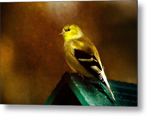 Finch Metal Print featuring the photograph American Gold Finch in Texture by Lana Trussell