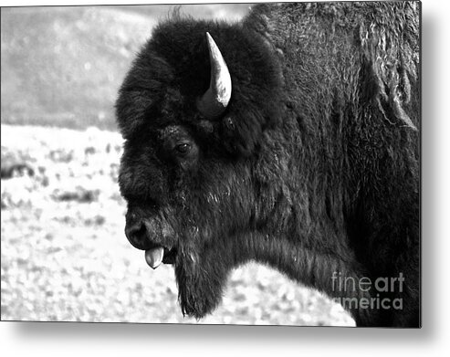 Bison Metal Print featuring the photograph American Icon Portrait Black And White by Adam Jewell