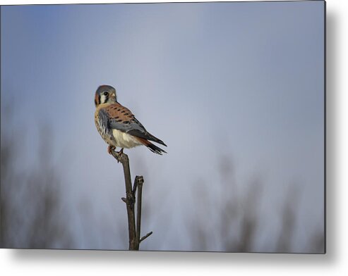 Gary Hall Metal Print featuring the photograph American Kestrel by Gary Hall