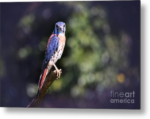 Bird Metal Print featuring the photograph American Kestrel by Sharon McConnell