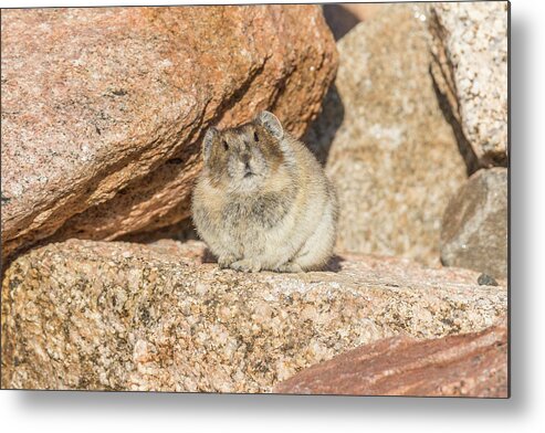 Pika Metal Print featuring the photograph American Pika Focuses on the Camera by Tony Hake