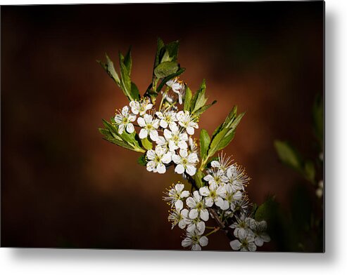 American Metal Print featuring the photograph American Plum 5 by Doug Long