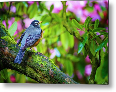 Bird Metal Print featuring the photograph American Robin by Dee Browning