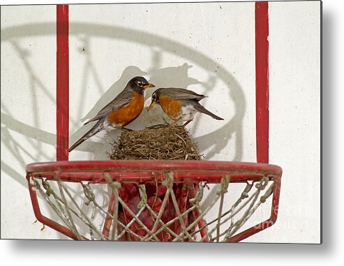 Robin Metal Print featuring the photograph American Robin Pair At Nest by Kenneth M. Highfill
