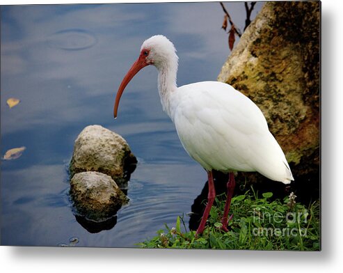 American White Ibis Metal Print featuring the photograph American White Ibis by Jim Gillen