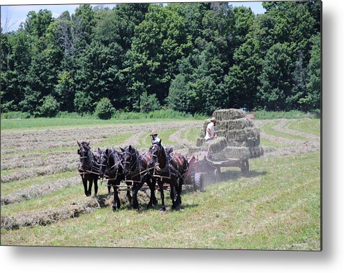 Horses Metal Print featuring the photograph Amish Hay Harvest by Rick Redman
