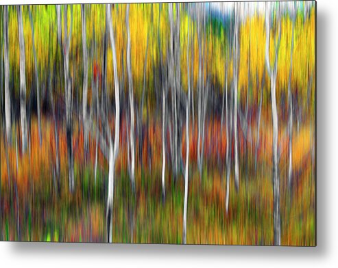 Fall Metal Print featuring the photograph Amongst Poplar And Wintergrass by Richard George