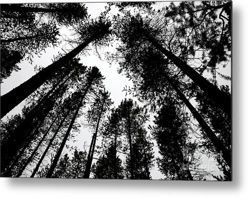 Black White Monchrome Pine Tree Metal Print featuring the photograph Amongst the Towering Pines by Ken DePue