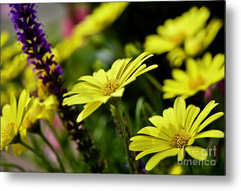 Daisy Metal Print featuring the photograph An Afternoon in April by Lara Morrison
