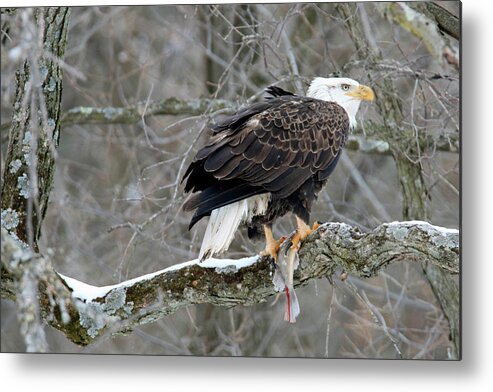Bald Eagle Metal Print featuring the photograph An Eagles Catch by Brook Burling