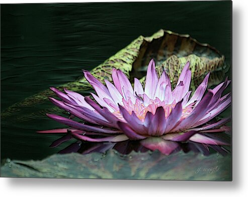 Waterlily Metal Print featuring the photograph An Evening Glow by Yvonne Wright