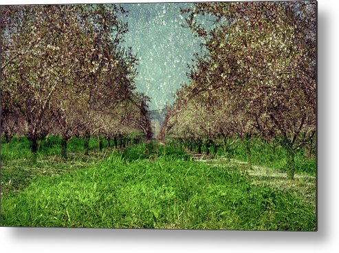 An Orchard In Blossom In The Eila Valley Metal Print featuring the photograph An orchard in blossom in the Eila Valley by Dubi Roman