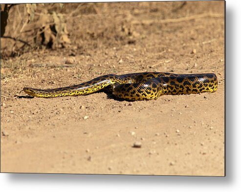 Anaconda Metal Print featuring the photograph Anaconda Crossing Transpantaneira by Aivar Mikko