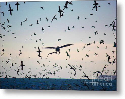 Bird Metal Print featuring the photograph Anchovy Armageddon by Alison Salome