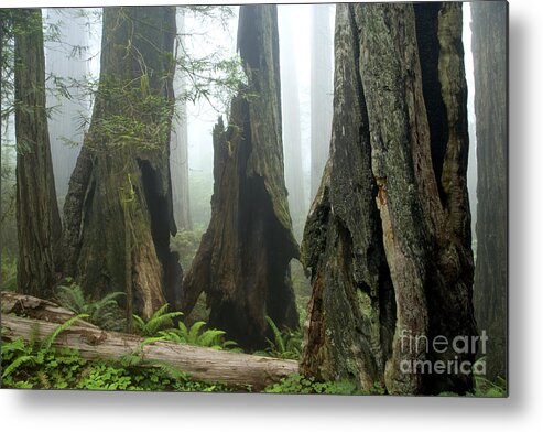 Redwood Trees Metal Print featuring the photograph Ancient Redwood Forest by Inga Spence