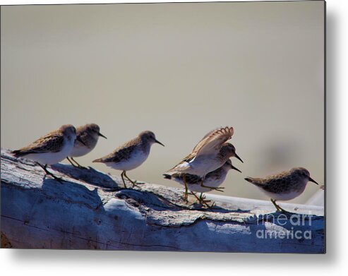 Birds Metal Print featuring the photograph And one piper launches by Jeff Swan