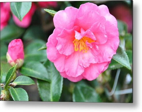 Floral Metal Print featuring the photograph And The Little One by Jan Amiss Photography