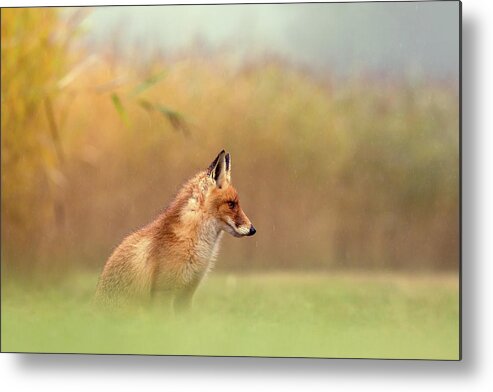 Red Fox Metal Print featuring the photograph And Then I See a Darkness - Red Fox in the Rain by Roeselien Raimond