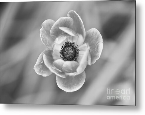 Flower Metal Print featuring the photograph Anemone by Lara Morrison