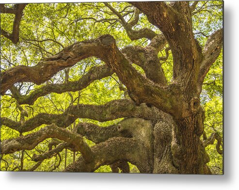 Tree Metal Print featuring the photograph Angel Oak I by Steven Ainsworth