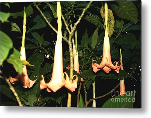 Angel's Trumpets Metal Print featuring the photograph Angel's Trumpets by Alice Terrill