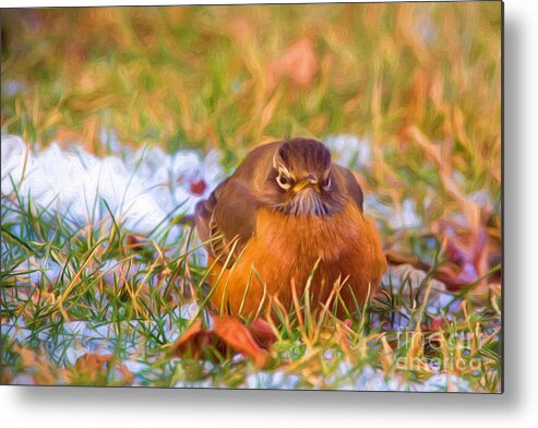 Nature Metal Print featuring the photograph Angry Bird by Sharon McConnell
