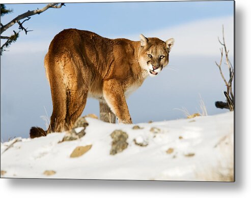 Mountain Lion Metal Print featuring the photograph Angry Mountain Lion by Scott Read