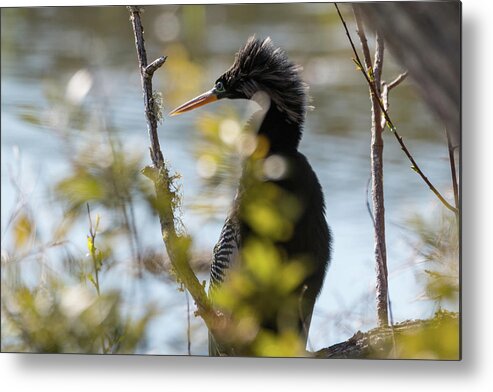 Anhinga Metal Print featuring the photograph Anhinga 3 March 2018 by D K Wall