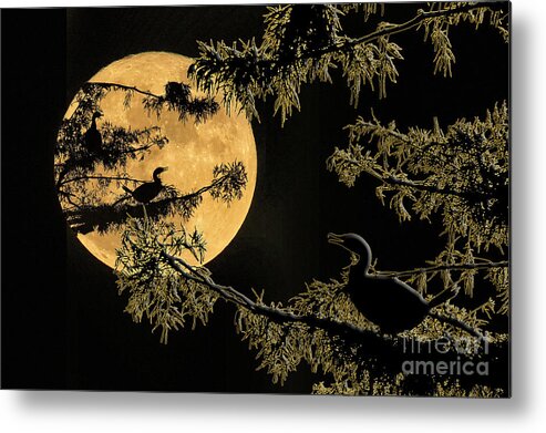 Anhingas Metal Print featuring the photograph Anhingas in Full Moon by Bonnie Barry