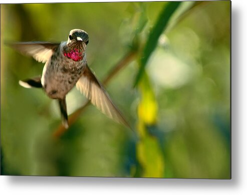Hummingbird Metal Print featuring the photograph Anna's Hummingbird In Landing Position by Laura Mountainspring