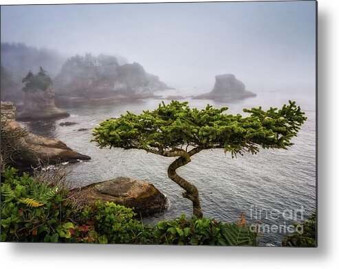 Bonsai Metal Print featuring the photograph Another Bonsai by Carrie Cole