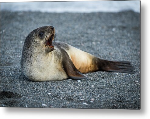 Antarctic Fur Seal Metal Print featuring the photograph Antarctic fur seal lying yawning on beach by Ndp 