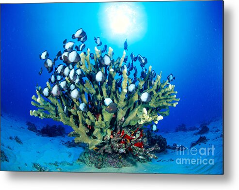 Antler Metal Print featuring the photograph Antler Coral And Reef Fis by Dave Fleetham - Printscapes