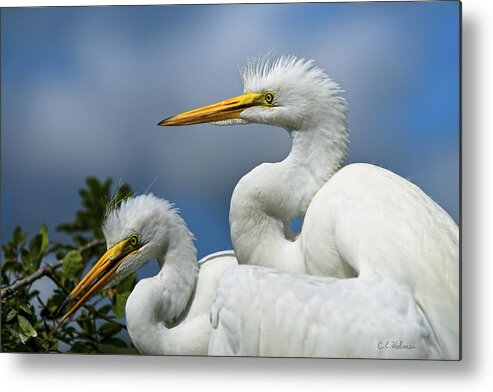 Egret Metal Print featuring the photograph Anxiously Waiting by Christopher Holmes