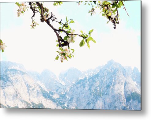 Mountains Landscape Metal Print featuring the photograph Apple Blossoms and Mountains by Brooke T Ryan