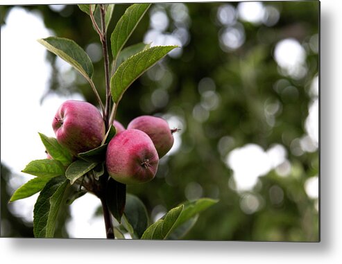 Apple Metal Print featuring the photograph Apple Trio by Lora Lee Chapman