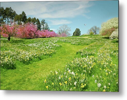 Nybg Metal Print featuring the photograph April Days by Diana Angstadt