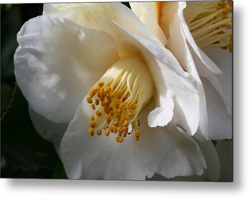 April Snow Camellia Metal Print featuring the photograph April Snow Camellia by Tammy Pool