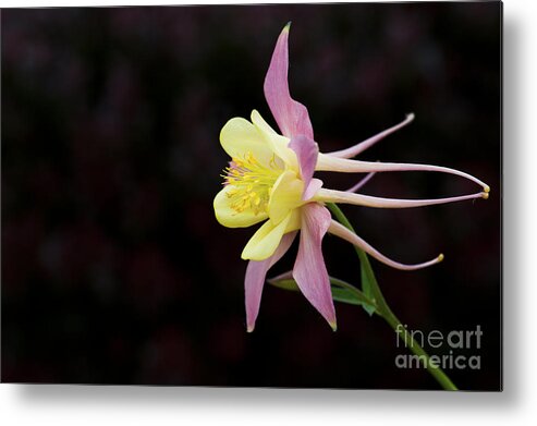 Aquilegia Swan Pink Yellow Metal Print featuring the photograph Aquilegia by Tim Gainey