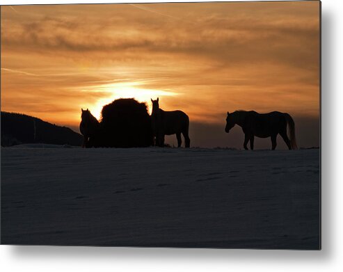 Arab Horse Metal Print featuring the photograph Arab Horses at Sunset by Daniel Hebard