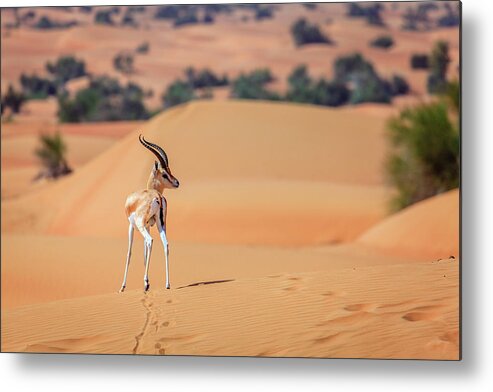 Arabian Metal Print featuring the photograph Arabian Gazelle by Alexey Stiop