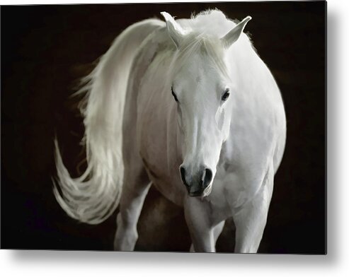 Horse Metal Print featuring the photograph Arabian Horse by Athena Mckinzie