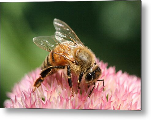 Bee Metal Print featuring the photograph Arched by Angela Rath