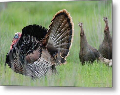  Metal Print featuring the photograph Are they looking by Sherry Clark