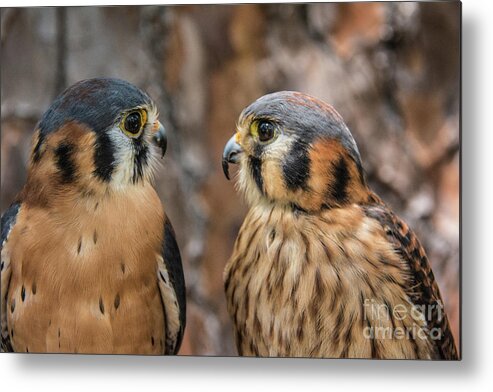 Kestrels Metal Print featuring the photograph Are You Talking to Me? by John Greco