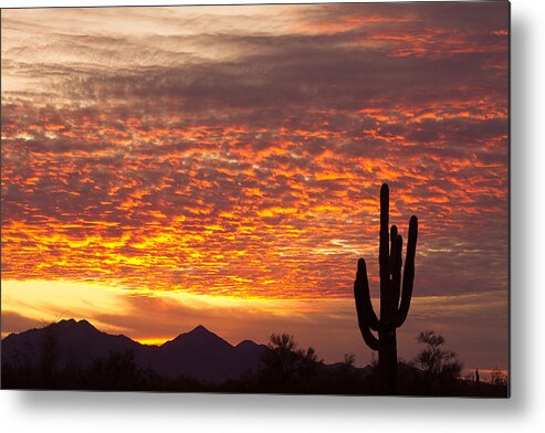 Arizona Metal Print featuring the photograph Arizona November Sunrise With Saguaro  by James BO Insogna